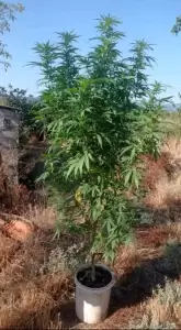 “Δεντράκι” δύο μέτρα για καλλιέργεια κάνναβης σε περιοχή της Κοζάνης