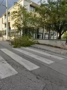 Δυνατός αέρας προκάλεσε πτώσεις δέντρων στην Κοζάνη