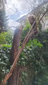 Δυνατός αέρας προκάλεσε πτώσεις δέντρων στην Κοζάνη