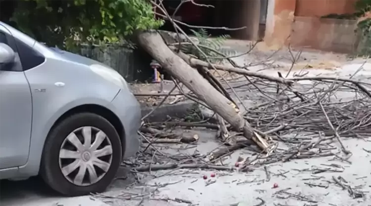 Δυνατός αέρας προκάλεσε πτώσεις δέντρων στην Κοζάνη