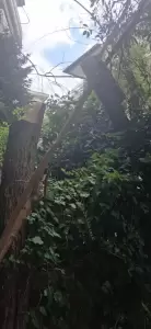 Δυνατός αέρας προκάλεσε πτώσεις δέντρων στην Κοζάνη