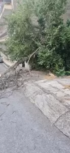 Δυνατός αέρας προκάλεσε πτώσεις δέντρων στην Κοζάνη