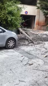 Δυνατός αέρας προκάλεσε πτώσεις δέντρων στην Κοζάνη