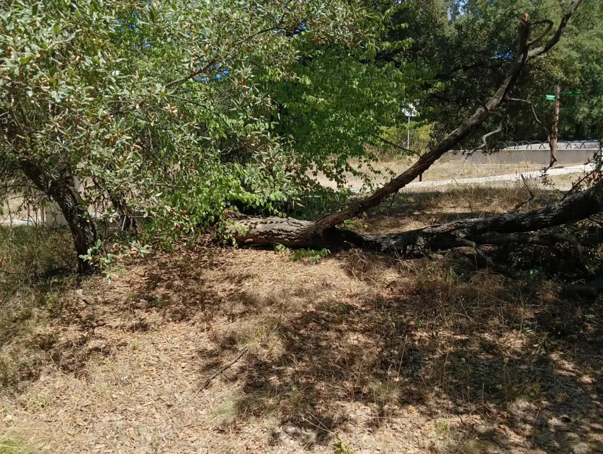 Δυνατός άνεμος σάρωσε Κοζάνη και Γρεβενά – Καταστροφές σε καλλιέργειες και ζημιές στην πόλη Δυνατός άνεμος σάρωσε Κοζάνη και Γρεβενά – Καταστροφές σε καλλιέργειες και ζημιές στην πόλη