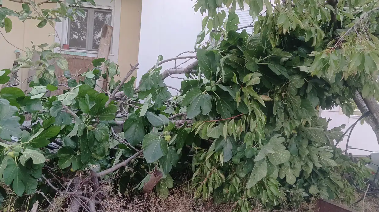 Δυνατός άνεμος σάρωσε Κοζάνη και Γρεβενά – Καταστροφές σε καλλιέργειες και ζημιές στην πόλη Δυνατός άνεμος σάρωσε Κοζάνη και Γρεβενά – Καταστροφές σε καλλιέργειες και ζημιές στην πόλη