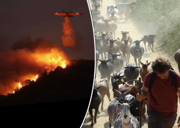 Ένα νέο και φυσικό όπλο της ΕΕ εναντίον των πυρκαγιών… οι κατσίκες Ένα νέο και φυσικό όπλο της ΕΕ εναντίον των πυρκαγιών… οι κατσίκες