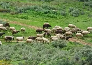 Ευλογιά αιγοπροβάτων: Δραστικά μέτρα για τη μη τήρηση πρωτοκόλλων περιορισμού – εκρίζωσης