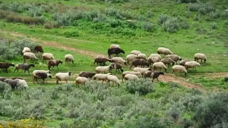 Ευλογιά αιγοπροβάτων: Δραστικά μέτρα για τη μη τήρηση πρωτοκόλλων περιορισμού – εκρίζωσης