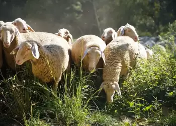 Ευλογιά προβάτων: Χιλιάδες θανατώσεις και εγκατάλειψη
