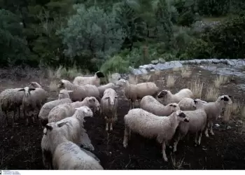 Και στην Κοζάνη κρούσμα ευλογιάς των προβάτων – Ανησυχία στους κτηνοτρόφους της περιοχής