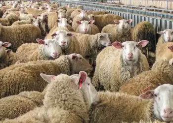 Κρούσμα Ευλογιάς Προβάτων στην Πτελέα Κοζάνης: Μέτρα & Οδηγίες