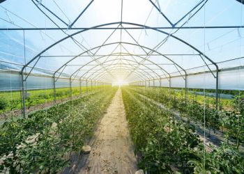 Παρατείνεται η προθεσμία υποβολής αιτήσεων για θερμοκήπια και στέγαστρα φυτικής παραγωγής