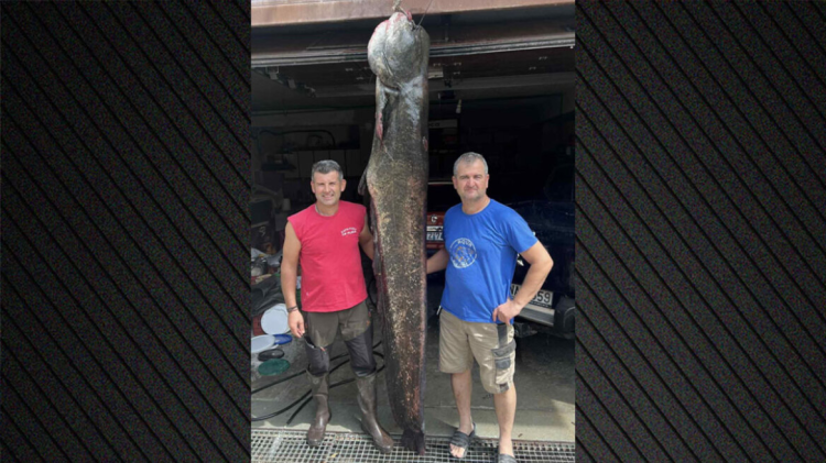 Ψαράδες έπιασαν γουλιανό 100 κιλών στη λίμνη Πολυφύτου 