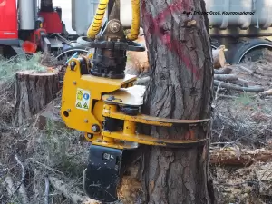 Σύγχρονη υλοτομία πόλεως και στην Ελλάδα