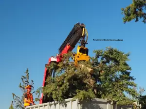 Σύγχρονη υλοτομία πόλεως και στην Ελλάδα