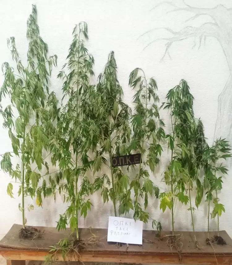 Σύλληψη 62χρονου για καλλιέργεια 8 δενδρυλλίων κάνναβης, σε περιοχή της Φλώρινας