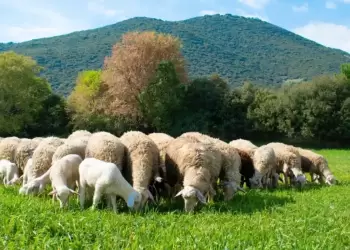 Αναστολή Φορολογικών Υποχρεώσεων & Αποζημιώσεις Κτηνοτρόφων για Ευλογιά Αιγοπροβάτων