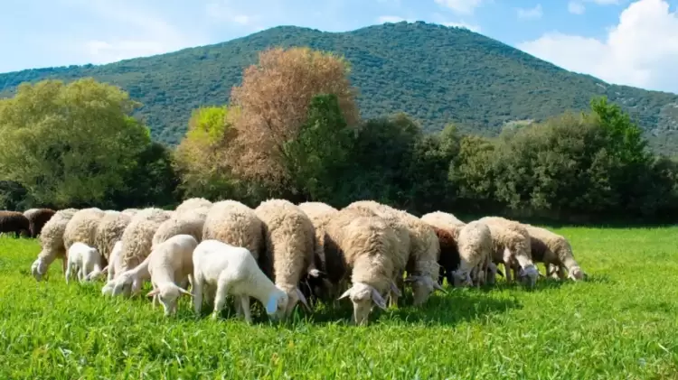 Αναστολή Φορολογικών Υποχρεώσεων & Αποζημιώσεις Κτηνοτρόφων για Ευλογιά Αιγοπροβάτων Αναστολή Φορολογικών Υποχρεώσεων & Αποζημιώσεις Κτηνοτρόφων για Ευλογιά Αιγοπροβάτων