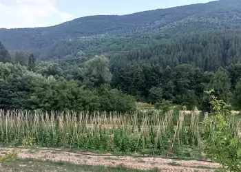 Αναβάθμιση της αγροκομικής αξίας του Πλακέ Φασολιού Πρεσπών