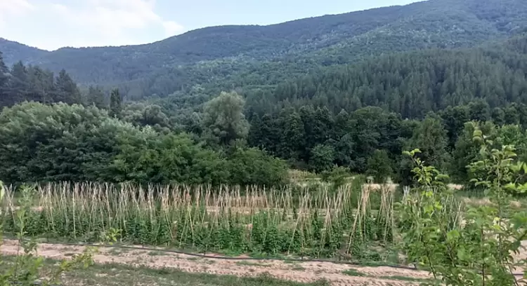 Αναβάθμιση της αγροκομικής αξίας του Πλακέ Φασολιού Πρεσπών