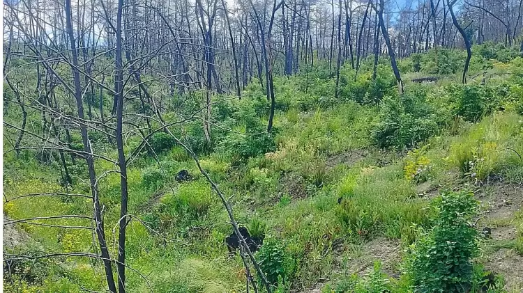 Επιστήμονες στο ΑΠΘ: Χαρτογραφούν την υγεία όλων των ελληνικών δασών