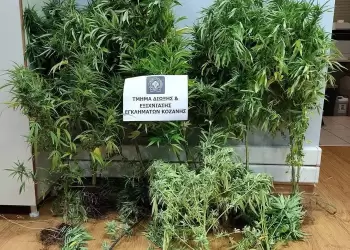 Κοζάνη: 39χρονος συνελήφθη με 14 χασισόδεντρα και ναρκωτικά