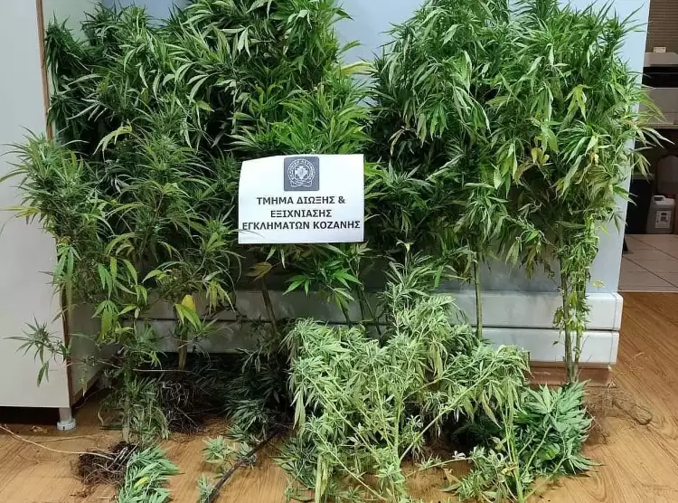 Κοζάνη: 39χρονος συνελήφθη με 14 χασισόδεντρα και ναρκωτικά