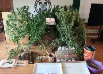 Κοζάνη: Συνελήφθη 65χρονος για καλλιέργεια κάνναβης