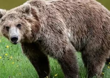 Νυμφαίο: Αρκούδα μπήκε σε μαντρί και σκότωσε 15 πρόβατα