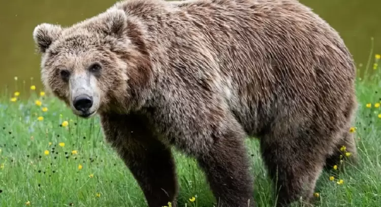 Νυμφαίο: Αρκούδα μπήκε σε μαντρί και σκότωσε 15 πρόβατα Νυμφαίο: Αρκούδα μπήκε σε μαντρί και σκότωσε 15 πρόβατα