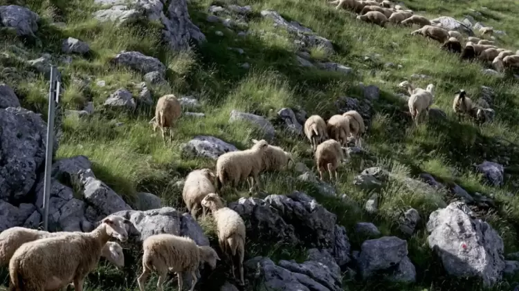 Πάμε σε lockdown στην κτηνοτροφία λόγω ευλογιάς; Πάμε σε Lockdown στην κτηνοτροφία λόγω ευλογιάς;