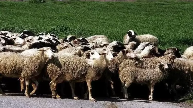Πάνω από 350 εκατ. ευρώ οι ζημιές από την ευλογιά των προβάτων σε 14 μήνες Πάνω από 350 εκατ. ευρώ οι ζημιές από την ευλογιά των προβάτων σε 14 μήνες