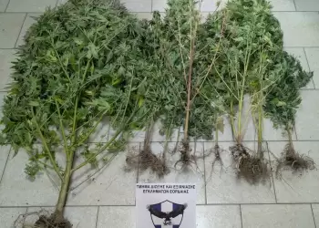 Σύλληψη 67χρονου στην Κοζάνη για καλλιέργεια κάνναβης