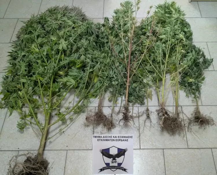Σύλληψη 67χρονου στην Κοζάνη για καλλιέργεια κάνναβης