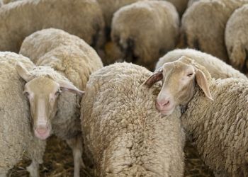 Αυτόματο προσχέδιο