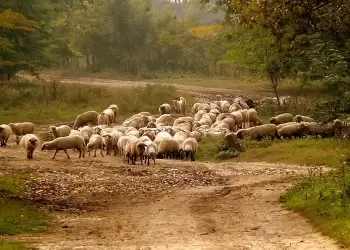 Επί πλέον 10 εκατ. € στις Περιφέρειες για αποζημιώσεις ευλογιάς αιγοπροβάτων 2025 Επί πλέον 10 εκατ. € στις Περιφέρειες για αποζημιώσεις ευλογιάς αιγοπροβάτων 2025