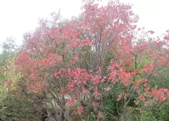Η επιστροφή της φύσης στις πόλεις – Νέα τάση αλλά και ευρωπαϊκή νόρμα