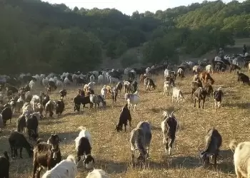 Η ευλογιά των αιγοπροβάτων «έκλεισε» φέτος τις μετακινήσεις των κτηνοτρόφων απ’ τις πανάρχαιες στράτες για τα χειμαδιά Η ευλογιά των αιγοπροβάτων «έκλεισε» φέτος τις μετακινήσεις των κτηνοτρόφων απ’ τις πανάρχαιες στράτες για τα χειμαδιά