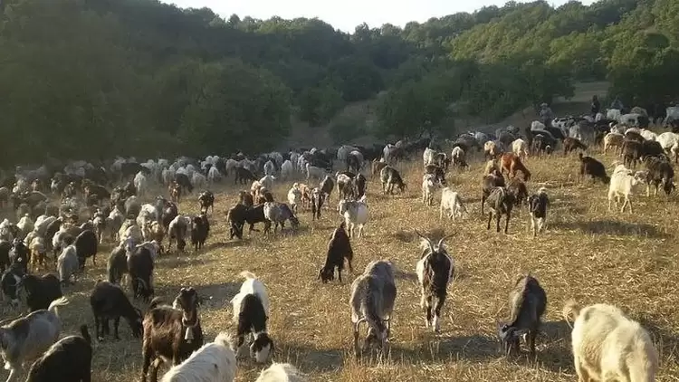 Η ευλογιά των αιγοπροβάτων «έκλεισε» φέτος τις μετακινήσεις των κτηνοτρόφων απ’ τις πανάρχαιες στράτες για τα χειμαδιά