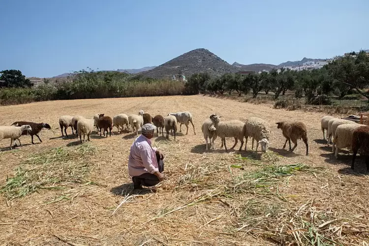 Γερνάει η γεωργία στην Ευρώπη Γερνάει η γεωργία στην Ευρώπη