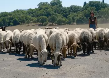 Κτηνοτρόφοι: Έως 31 Δεκεμβρίου η υποχρεωτική απογραφή κτηνοτροφικών εγκαταστάσεων