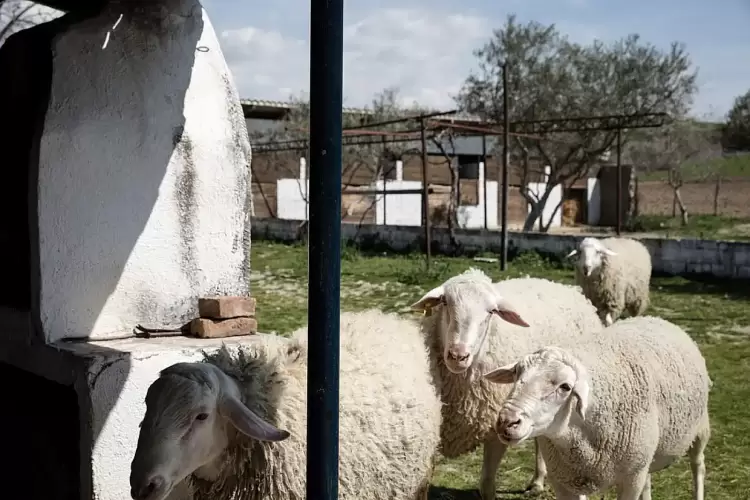 Κυκλοφορεί στην ΕΕ νόμιμο εμβόλιο για την ευλογιά – Γιατί δεν διατίθεται στη χώρα μας Κυκλοφορεί στην ΕΕ νόμιμο εμβόλιο για την ευλογιά – Γιατί δεν διατίθεται στη χώρα μας