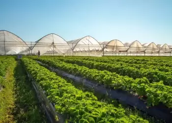 Παρατείνεται η προθεσμία υποβολής αιτήσεων για θερμοκήπια και στέγαστρα φυτικής παραγωγής