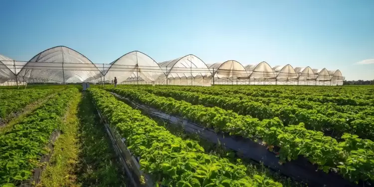 Παρατείνεται η προθεσμία υποβολής αιτήσεων για θερμοκήπια και στέγαστρα φυτικής παραγωγής