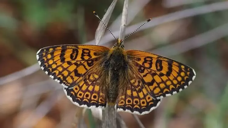 Τα Ιωάννινα έχουν τον ίδιο αριθμό ειδών πεταλούδας με ολόκληρο το Ηνωμένο Βασίλειο! Τα Ιωάννινα έχουν τον ίδιο αριθμό ειδών πεταλούδας με ολόκληρο το Ηνωμένο Βασίλειο!