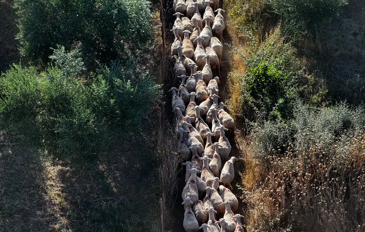 Έκτακτη ενίσχυση 56 εκατ. σε κτηνοτρόφους: Δικαιούχοι και πληρωμές
