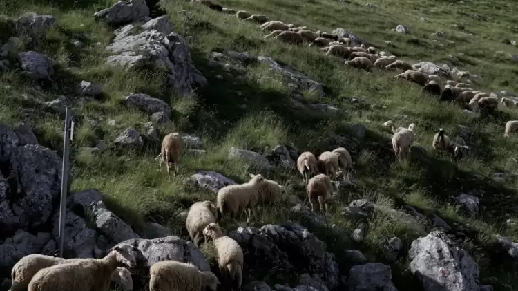 Ευλογιά αιγοπροβάτων: 20 νέα μέτρα θωράκισης – 1.700 κρούσματα και 417.000 θανατώσεις