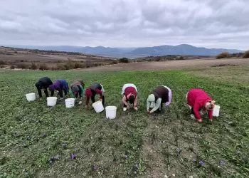 Ο κρόκος της Κοζάνης αποτελεί το χρυσάφι της Ελληνικής γης