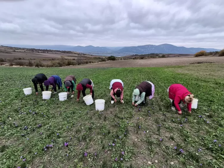 Ο κρόκος της Κοζάνης αποτελεί το χρυσάφι της Ελληνικής γης