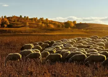 Νέες πληρωμές 12,2 εκατ. ευρώ για ευλογιά – Συνολικά 48 εκατ. σε κτηνοτρόφους & Περιφέρειες